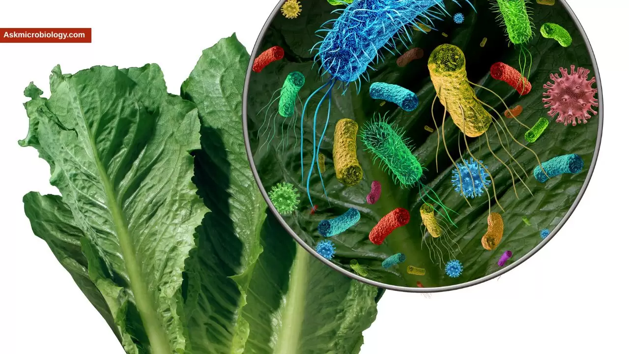 What Do Most Bacteria Need to Multiply in Food? Temperature, Time, pH & Water Activity