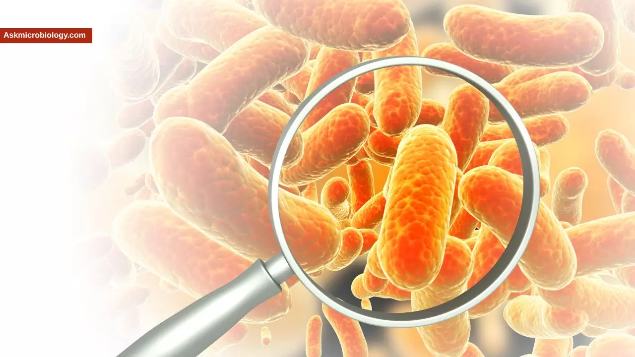 How Long Does Salmonella Survive? Surface & Food Survival Times