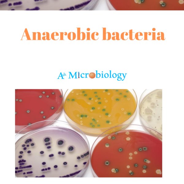 Anaerobic bacteria