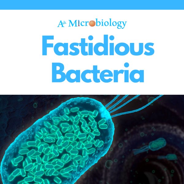 Fastidious Bacteria