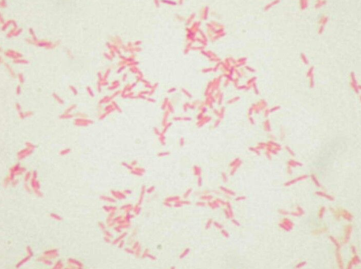 Stenotrophomonas maltophilia