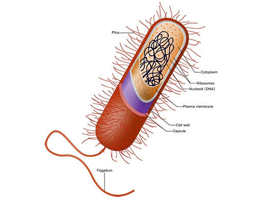 Which structure acts like an 'invisibility cloak' and protects bacteria from being Phagocytized?