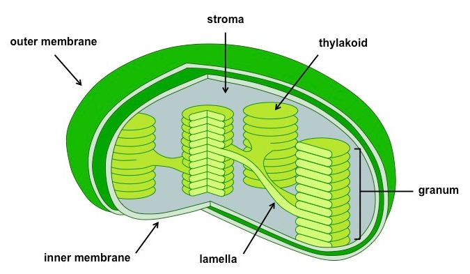 Do bacteria have chloroplast?