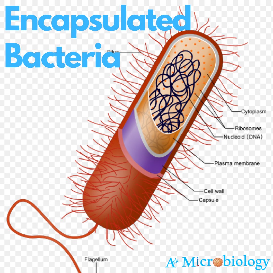 Encapsulated Bacteria
