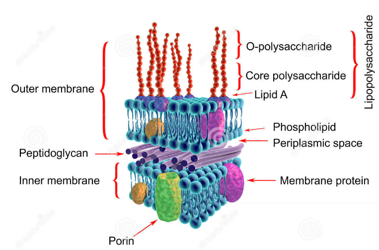 Gram negative bacterial cell wall