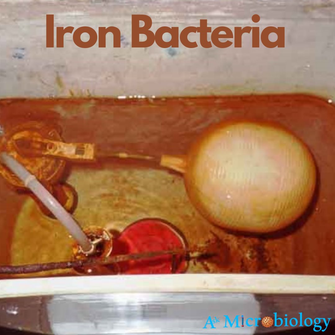 Iron bacteria