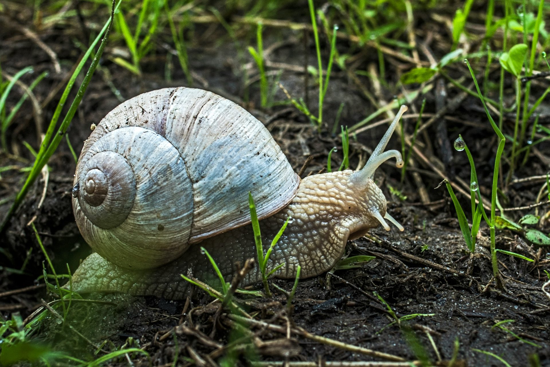 Snail Knobs: Unique Structural Features and Biological Functions Explained