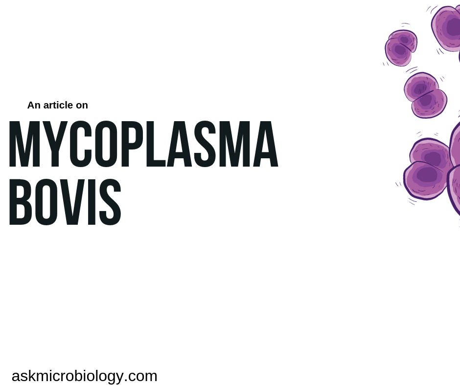 Mycoplasma bovis