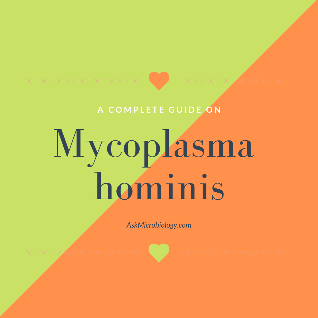 Mycoplasma hominis