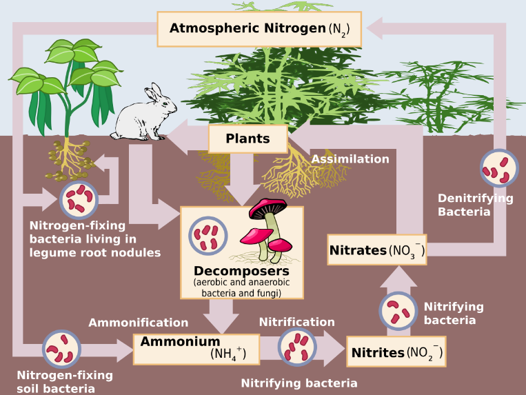 Nitrifying bacteria convert?