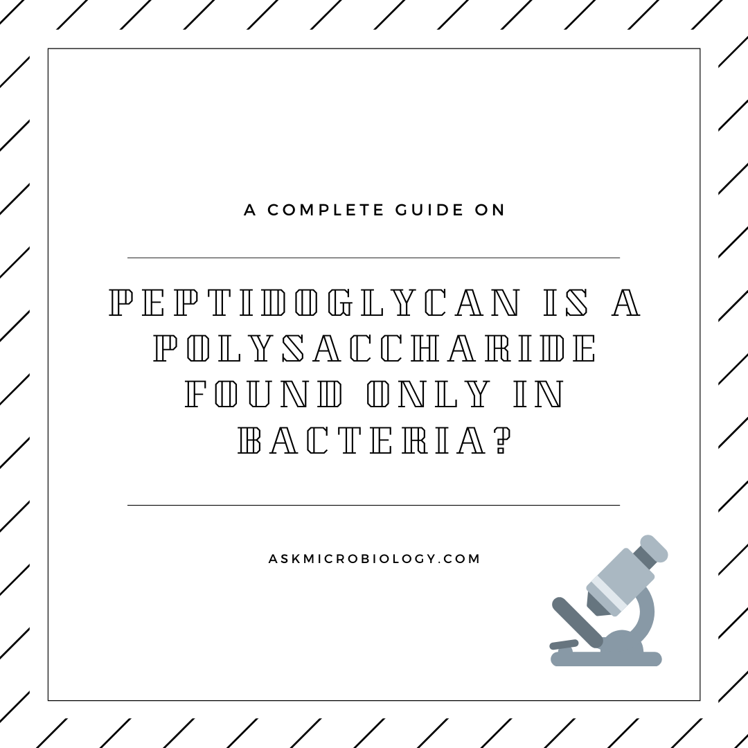 Is Peptidoglycan a polysaccharide found only in bacteria?