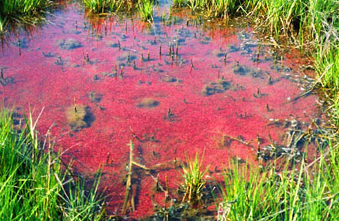 Purple Sulfur Bacteria