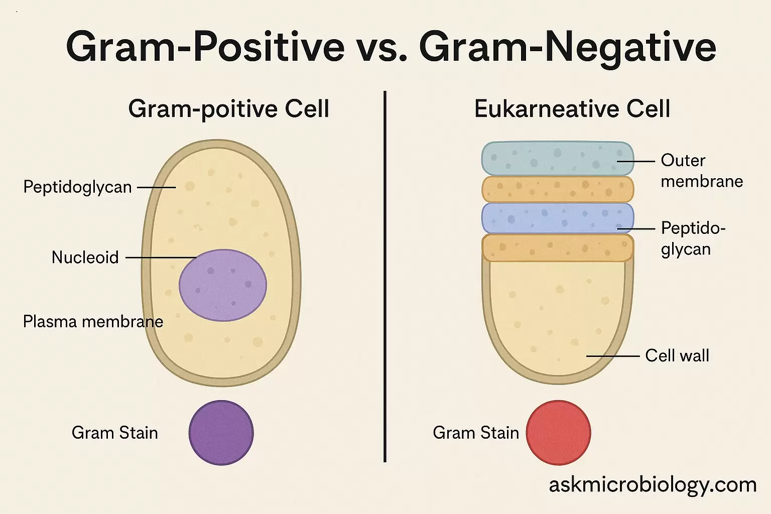 Gram-Positive vs Gram-Negative: Wall, Stain, Antibiotic Response